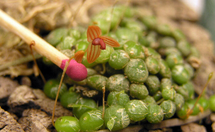 Bulbophyllum_moniliforme_1_120