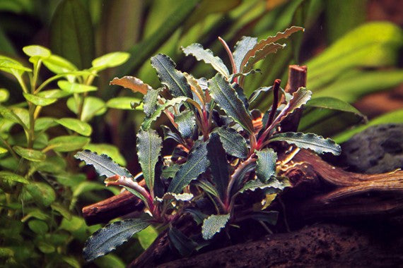Dennerle_Bucephalandra_Red_Sco