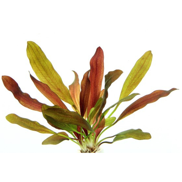 Dennerle - Echinodorus Red Chamäleon