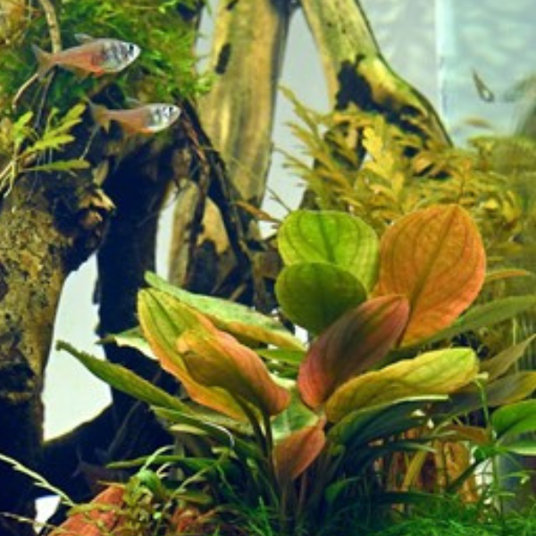 Dennerle - Lagenandra meeboldii 'Red'