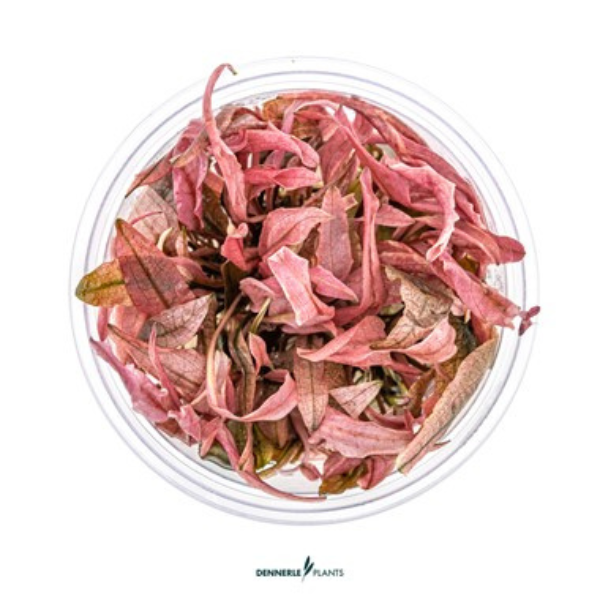 Dennerle - Cryptocoryne spec.’Flamingo’ In-Vitro