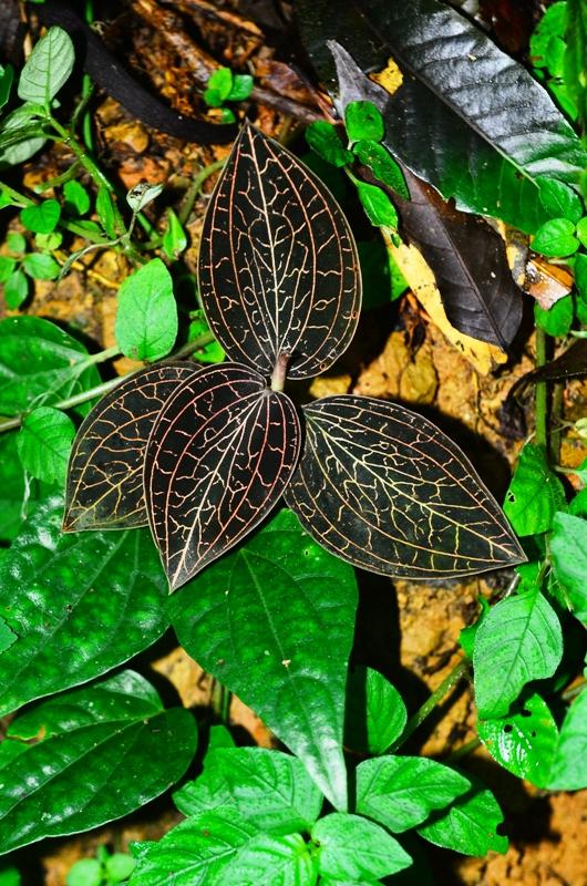Horizon - Anoectochilus roxburghii - Jewel orchid