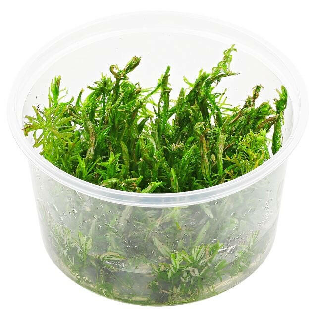 ADA - Rotala rotundifolia green Tissue Culture