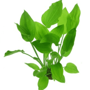 Dennerle - Echinodorus grisebachii Bleherae