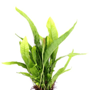 Dennerle - Microsorum pteropus (Java Fern)