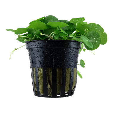 Baka - Hydrocotyle verticillata