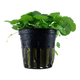 Sticky Image
