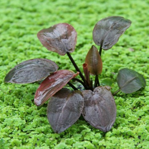 Dennerle - Lagenandra meeboldii 'Red'