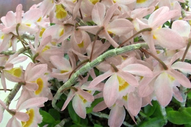 Mini Orchid - Dendrobium Loddigesii x Angel Lake