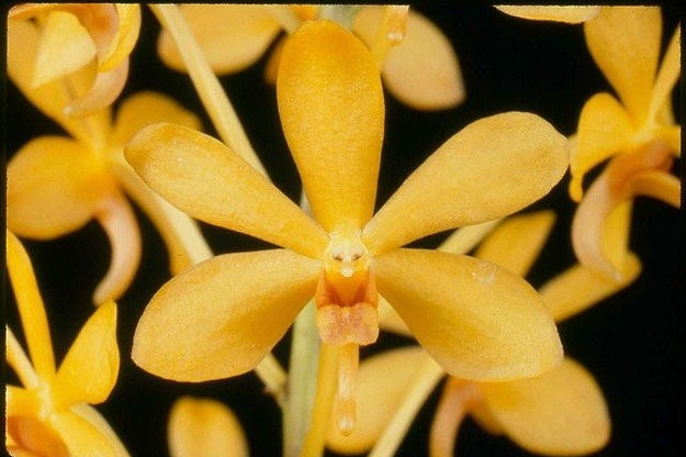 Mini Orchid - Vanda Testacea x Miniata