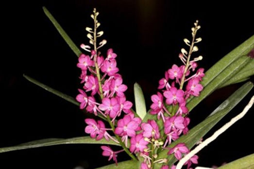 Mini Orchid - Vanda Ampullacea  x Miniata