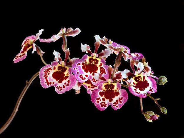 Mini Orchid - Tolumnia Picote