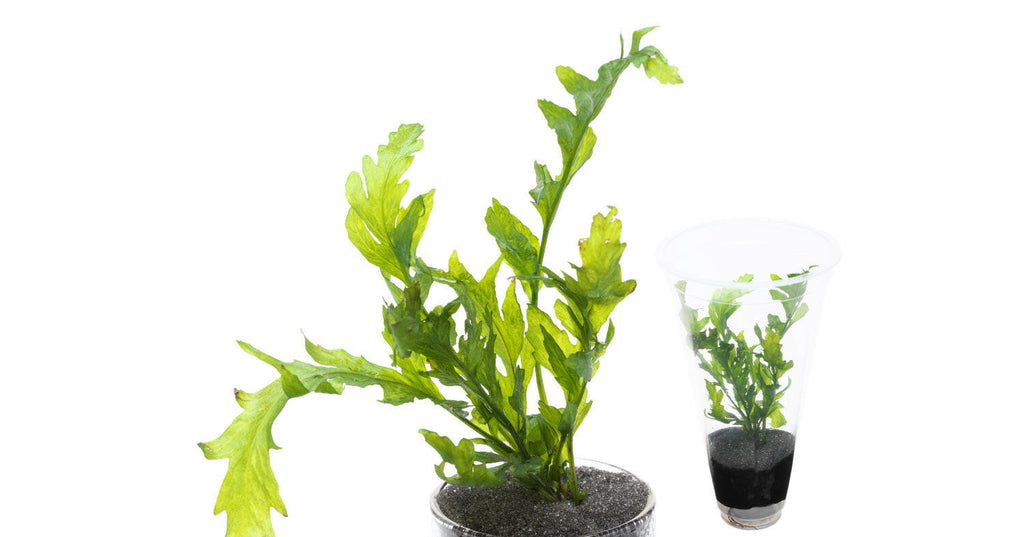 ADA - Bolbitis heudelotii Tall Cup