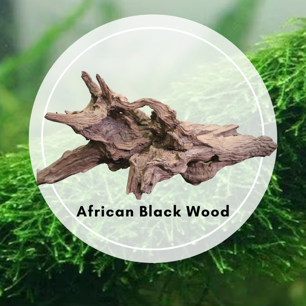 African Black Wood