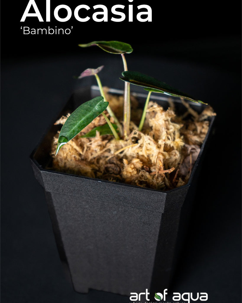 Horizon- Alocasia 'Bambino'