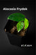 Sticky Image