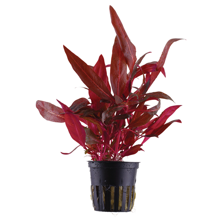 Epic Aquatics -Alternanthera reineckii "rosanervig"