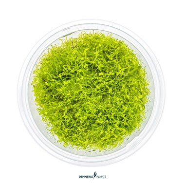 Dennerle - Amblystegium serpens TC