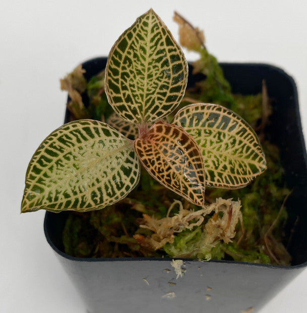Horizon - Anoectochilus roxburghii - Jewel orchid