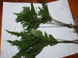 Baka - Tricomanes javanicum "Aqua Fern" -Soft leaf