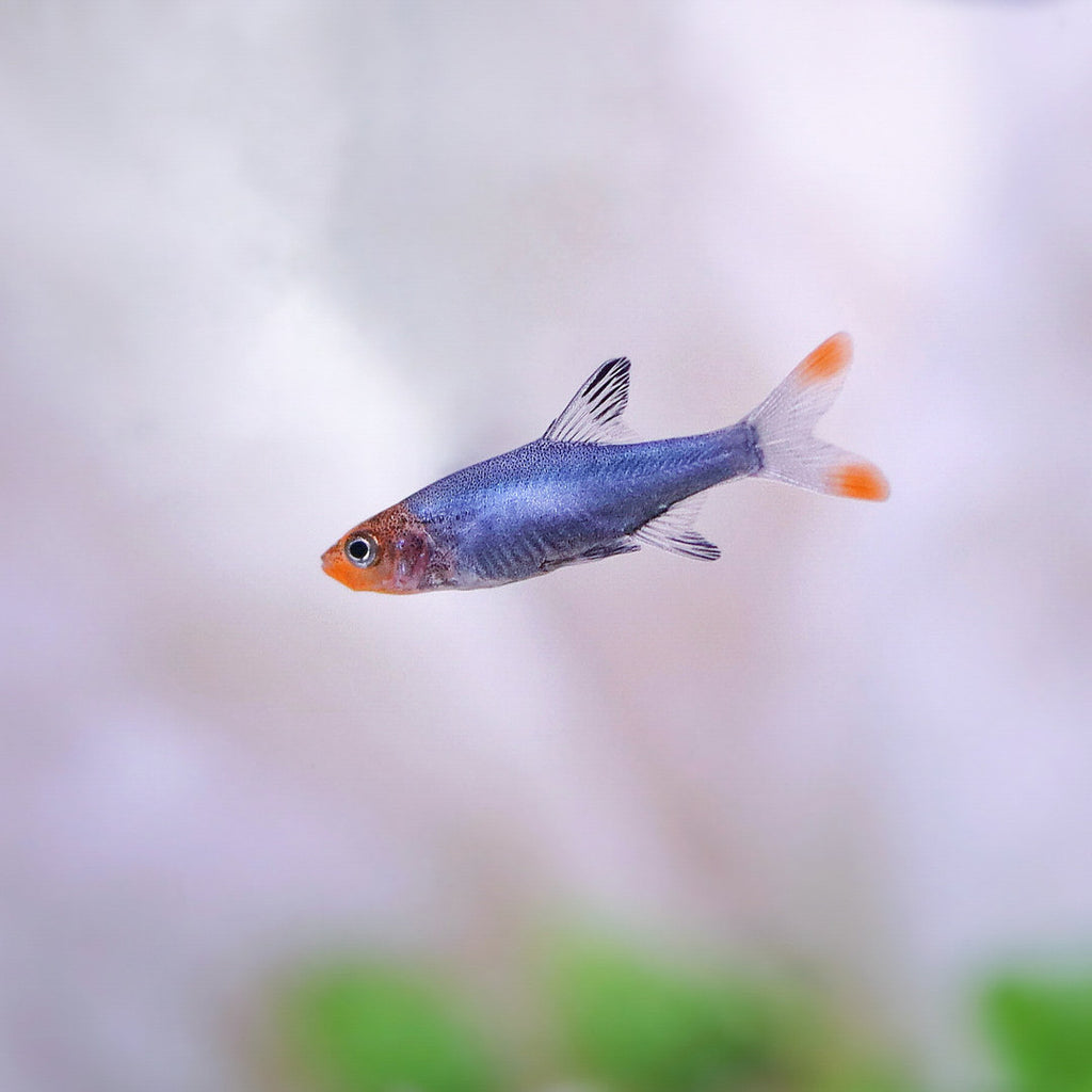 Sawbwa resplendens (Asian Rummynose)