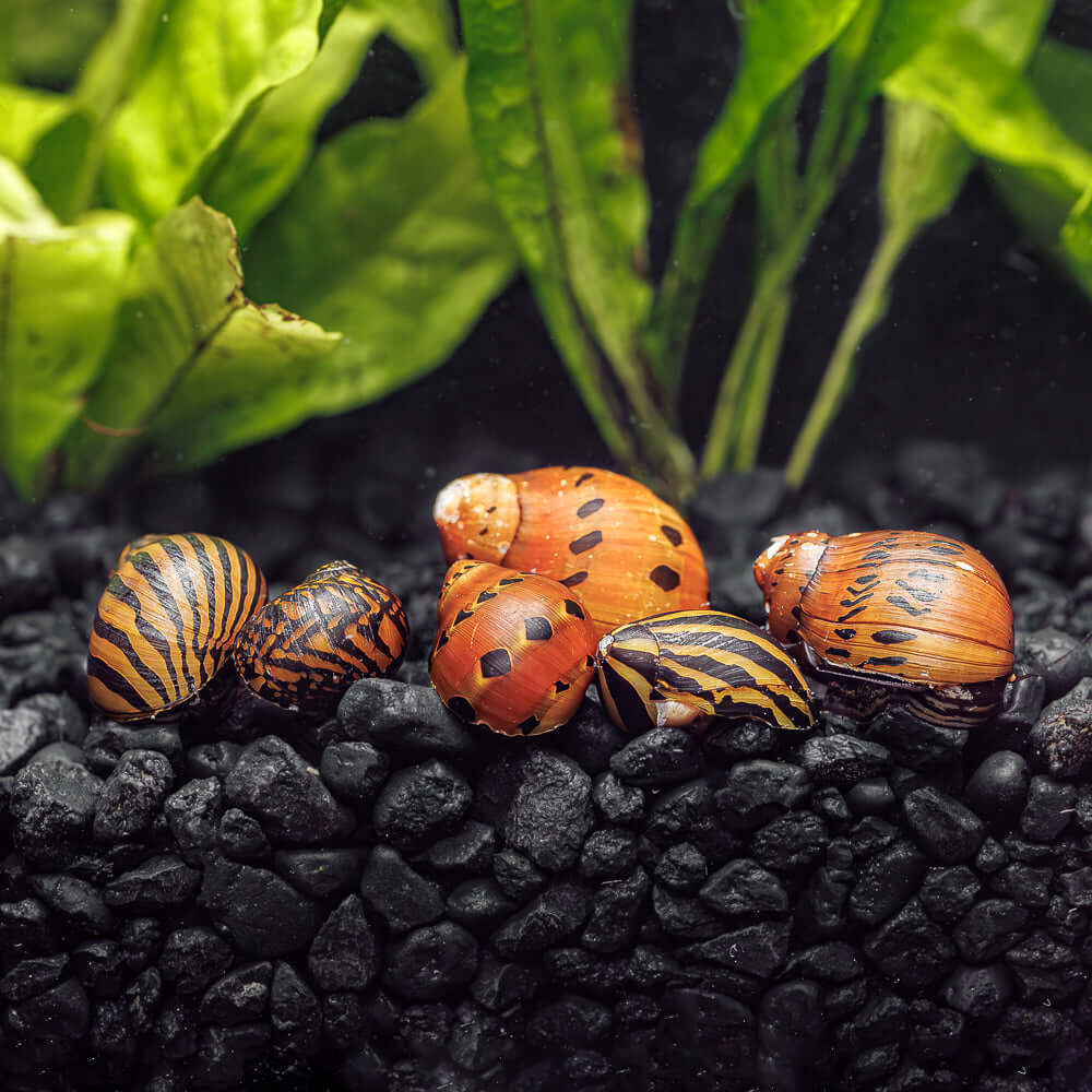 Assorted Nerite Snail (In store only)