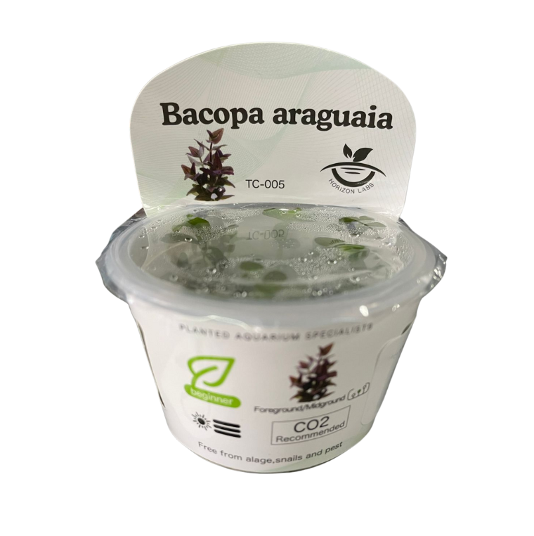 Horizon- Bacopa salzmannii sp. Araguaia 'Purple'