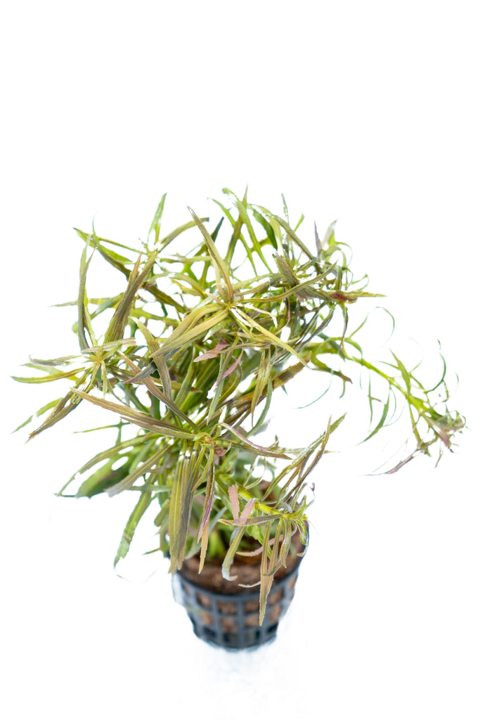 Limnophila aromaticoides 'Hybrid Purple'