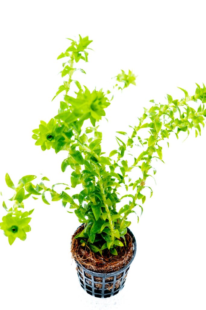 Baka - Tonina fluviatilis Potted plant