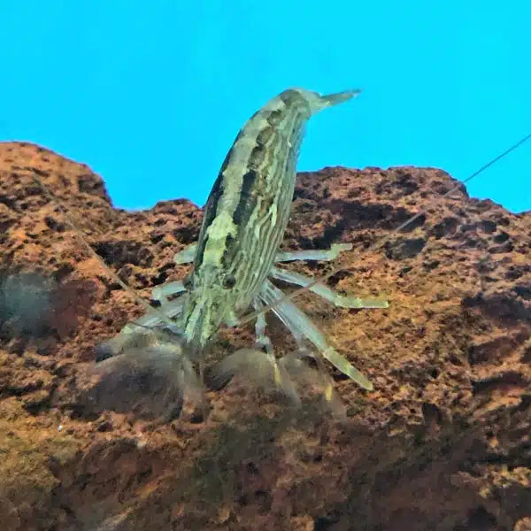 Atyopsis spinipes (Bamboo Shrimp)