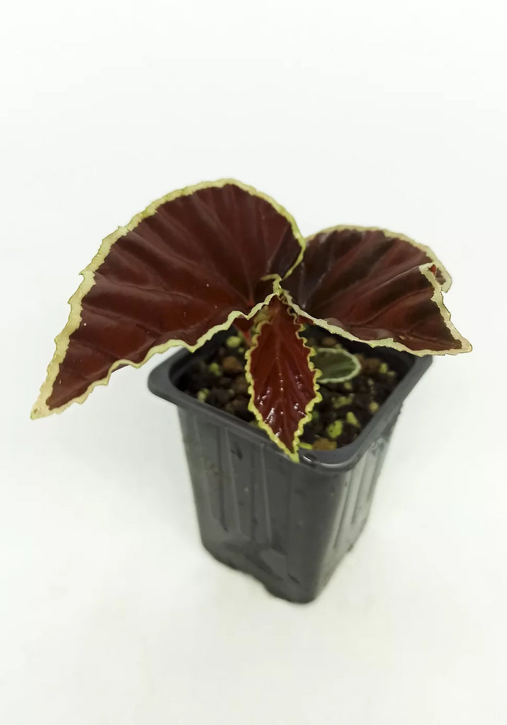 Horizon - Begonia Darthvaderiana