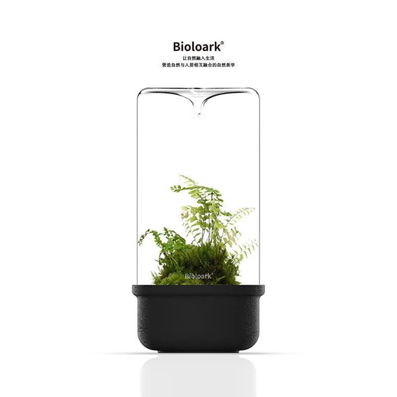 Black Bio Bottle MH Series terrarium with ferns and natural decor.