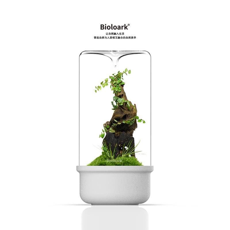 Black Bio Bottle MH Series terrarium with lush green plants inside on wood.