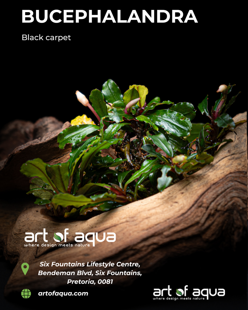 Baka - Bucephalandra black carpet