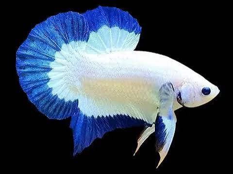 Betta splendens - Plakat - Blue rim -  Male