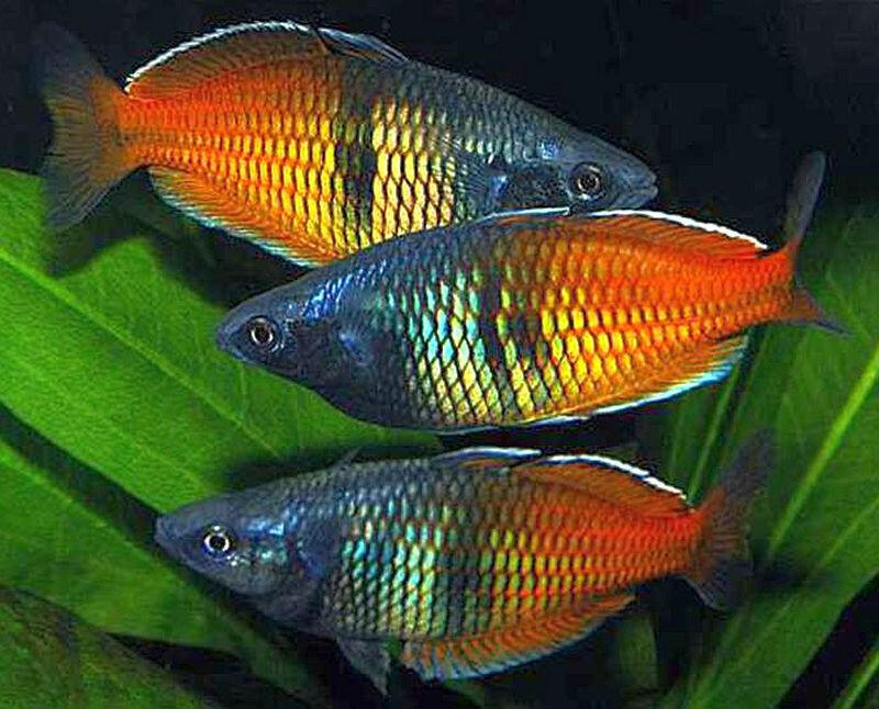 Melanotaenia boesemani (Rainbow boesemani)