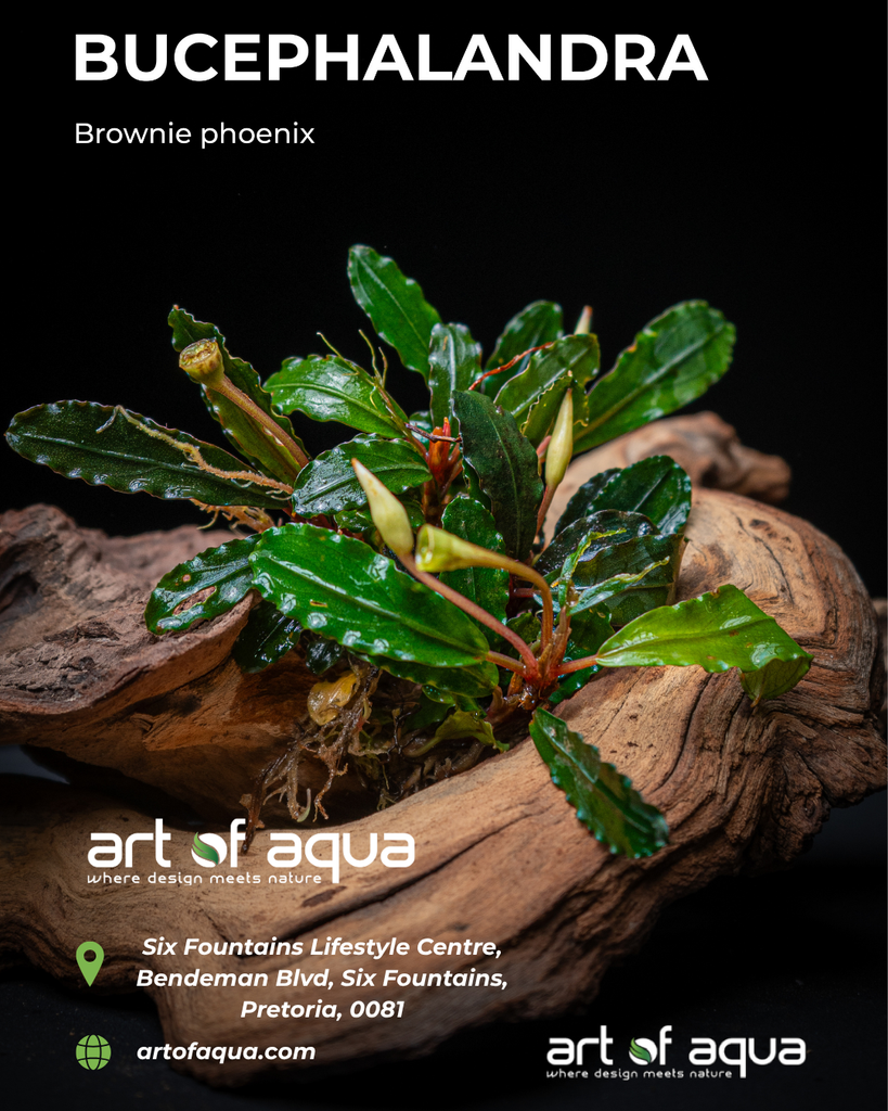 Baka - Bucephalandra sp. 'Brownie Phoenix'