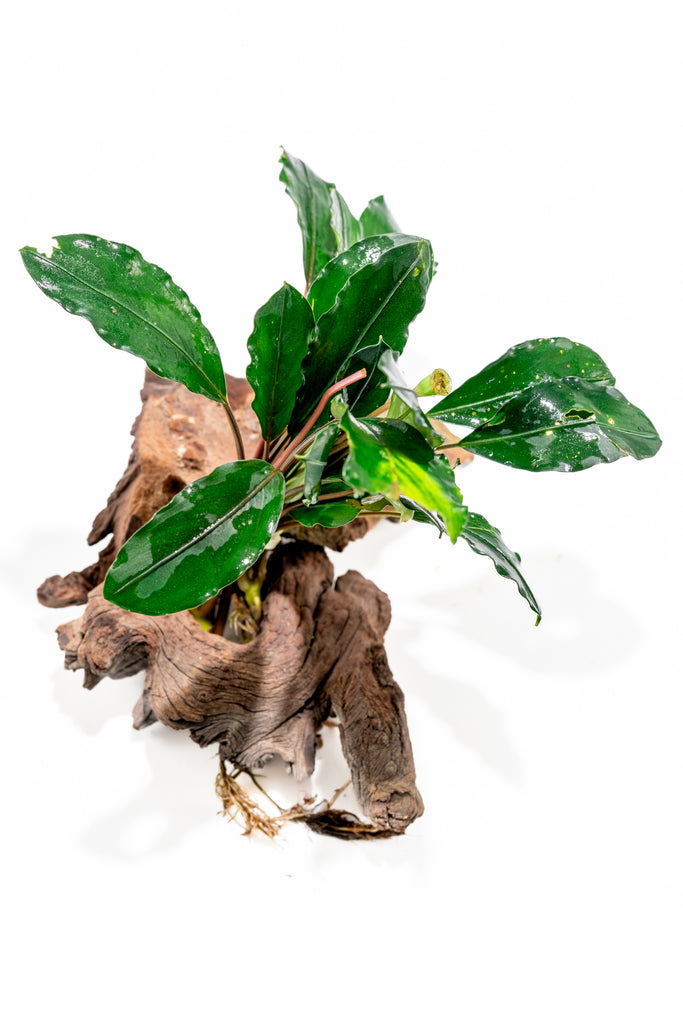 Baka - Bucephalandra brownie firebird