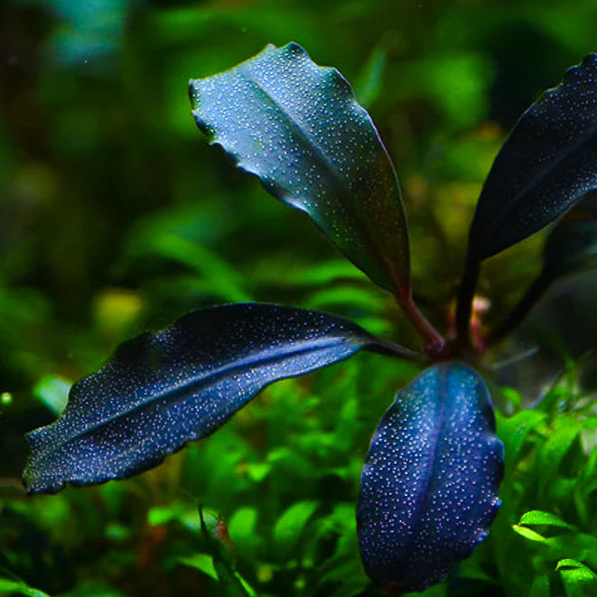 RTG - Bucephalandra 'Batang Kawa'