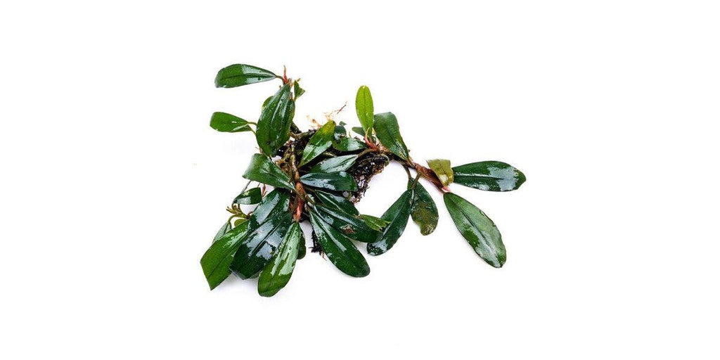 Bucephalandra sp. motleyyana