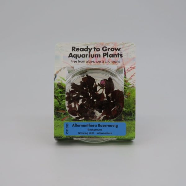 Ready to Grow - Alternanthera rosernavig