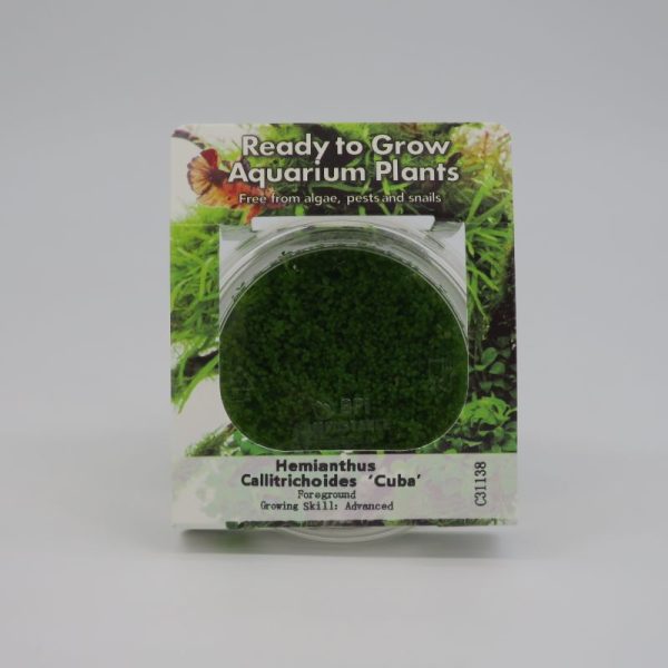 Ready to Grow - Hemianthus callitrichoides 'cuba'