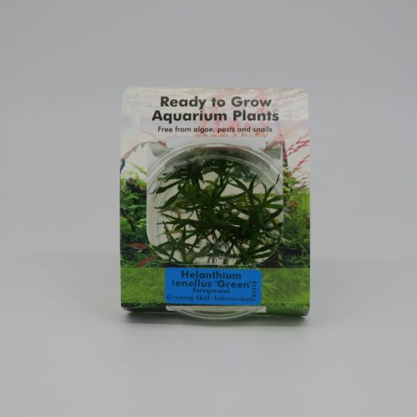 Ready to Grow - Helanthium tenellus 'Green'