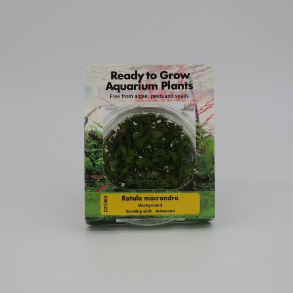 Ready to Grow - Rotala macrandra