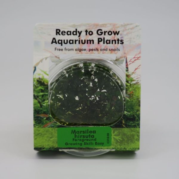Ready to Grow - Marsilea hirsuta