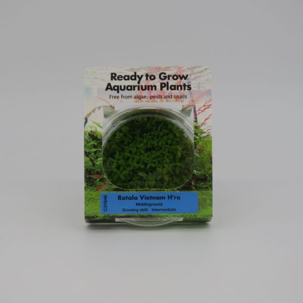 Ready to Grow - Rotala Vietnam H'ra