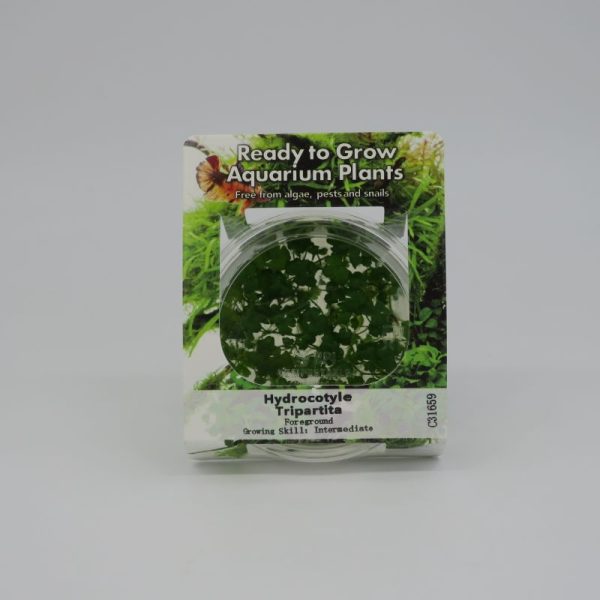Ready to Grow - Hydrocotyle tripartita