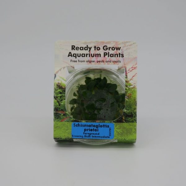 Ready to Grow - Schismatoglottis preitoi