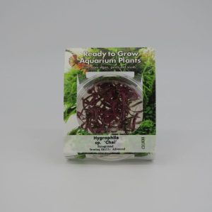 Ready to Grow - Hygrophila sp 'Chai' IN-VITRO