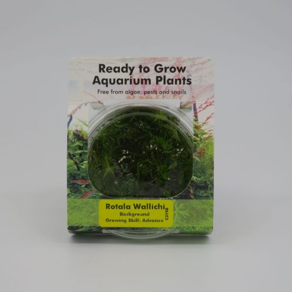 Ready to Grow - Rotala wallichii